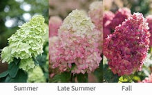 Load image into Gallery viewer, Hydrangea paniculata Limelight Prime (&#39;SMNHPPH&#39;)

