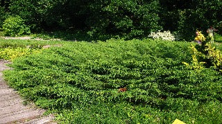 Microbiota Decussata (Serbian Carpet Cypress)