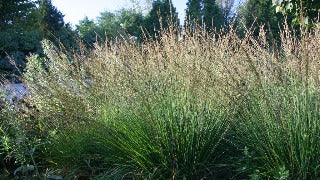 Molinia Caerulea Moor-Witch 'Moorhexe' (Morhexe Purple Moor Grass)