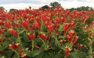 Spigelia marilandica ‘Little Redhead (Indian Pink)