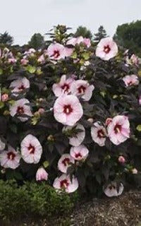 Hibiscus x 'Summerific Perfect Storm' (Rose Mallow)