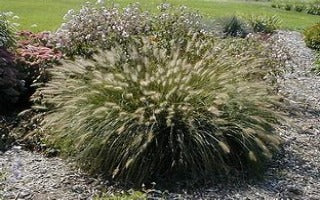 Pennisetum alopecuroides ‘Pure Energy’ (Fountain Grass I)