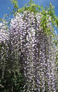 Wisteria floribunda 'Caroline' (Japanese Wisteria vines) – The NuScape Store