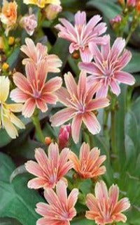 Lewusua longipetala 'Little Tutti Frutti'