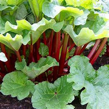 Load image into Gallery viewer, &#39;Victoria&#39; (Rhubarb)

