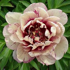 Paeonia itoh 'All That Jazz' (Intersectional Peony)