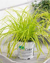 Load image into Gallery viewer, Carex oshimensis EverColor ‘Everillo’ (Everillo Weeping Sedge I)
