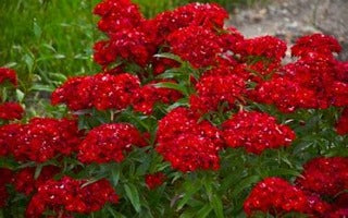 Dianthus barbatus 'Scarlet Fever' (Sweet William)