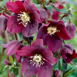 Helleborus x 'Rome in Red'