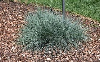 Festuca glauca ‘Cool as Ice’ (Cool as Ice Fescue)