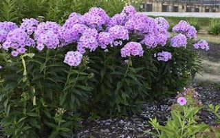 Phlox paniculata ‘Opalescence’ (Garden Phlox I)