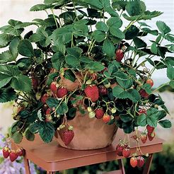 'Quinault' (Strawberry Bush)