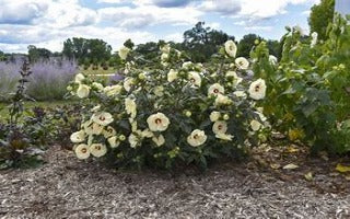 Hibiscus x 'Summerific French Vanilla' (Rose Mallow)