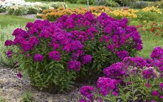 Phlox paniculata ‘Ultraviolet’ (Garden Phlox I)