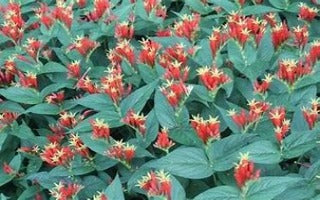 Spigelia marilandica ‘Ragin Cajun’ (Indian Pink)