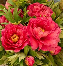 Paeonia itoh ‘Hillary’ (Intersectional Peony)