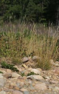 Danthonia spicata (Poverty Oat Grass)