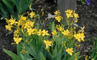 Belamcanda chinensis 'Hello Yellow' (Blackberry Lily)