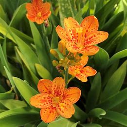 Belamcanda chinenis 'Freckle Face' (Blackberry Lily)