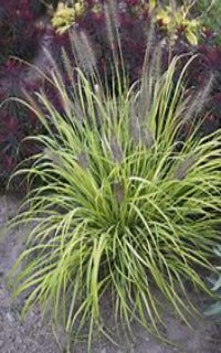 Pennisetum alopecuroides Prairie Winds ‘Lemon Squeeze’ (Lemon Squeeze Fountain Grass I)