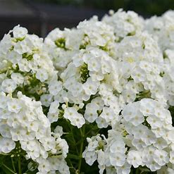 Phlox paniculata ‘Blacklight’ (Garden Phlox I)