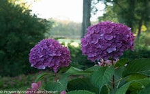 Load image into Gallery viewer, Hydrangea serrata Let&#39;s Dance Can Do! (&#39;SMNHSI&#39;)

