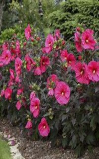 Hibiscus x 'Summerific Edge of Night' (Rose Mallow)