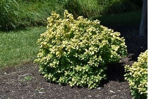 Spiraea betulifolia Glow Girl- 'Tor Gold' (Glow Girl Birchleaf Spirea)