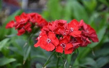 Load image into Gallery viewer, Dianthus barbatus &#39;Scarlet Fever&#39; (Sweet William)
