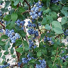 'Sweetheart' (Blueberry bush)