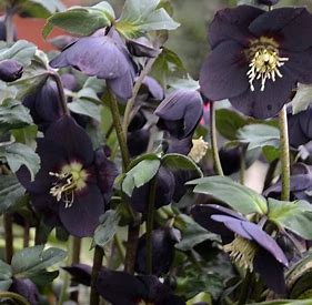Helleborus x 'New York Night' (Lenten Rose)