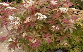 Sambucus nigra 'Serenade' (Serenade Elder)