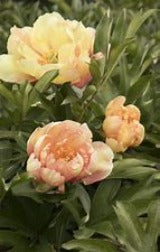 Paeonia itoh ‘Singing in the Rain’
