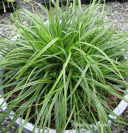 Carex oshimensis EverColor ‘Everlime’ (Everlime Weeping Sedge I)