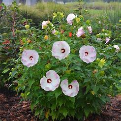 Hibiscus x 'Summerific Ballet Slippers' (Rose Mallow)