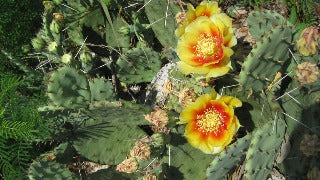 Opuntia Humifusa (Prickly Pear)