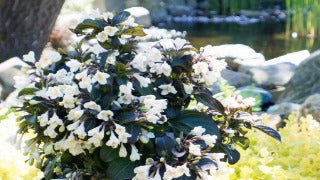Tuxedo Weigela