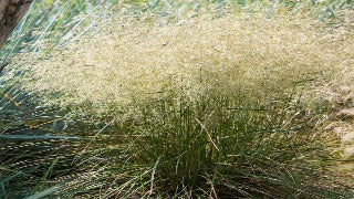 Deschampsia Cespitosa 'Pixie Fountain' (Pixie Fountain Tufted Hair Grass)