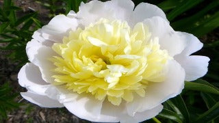 Paeonia 'Primavere' (Peony)