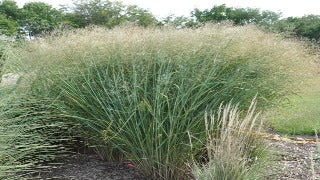 Panicum Virgatum 'Cloud Nine' (Cloud Nine Switch Grass)