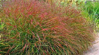 Panicum Virgatum 'Hanse Herms' (Hanse Herms Switch Grass)