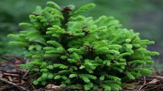 Picea Abies Ohlendorffii (Olendorffii Norway Spruce)