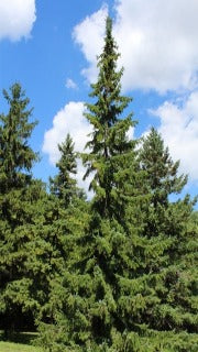 Picea Omorika (Serbian Spruce)