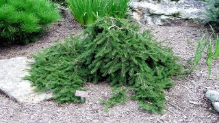 Picea Abies 'Formanek' (Formanek Norway Spruce)