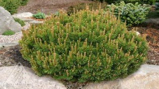 Pinus Mugo 'Slowmound' (Slowmound Mugo Pine)