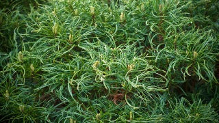Pinus Strobus 'Vercurve' (Vercurve White Pine)