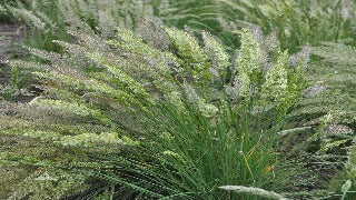 Koeleria Pyramidata (Prairie June Grass)