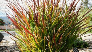 Panicum Virgatum 'Prairie Flame' (Prairie Flame Switch Grass)