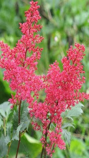 Astilbe Japonica 'Red Sentinel' (False Spirea)