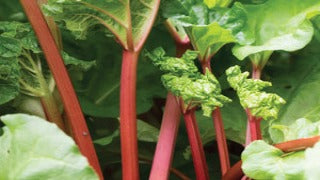 German Wine Rhubarb